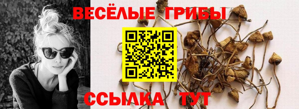 Псилоцибиновые грибы Psilocybine cubensis Тихорецк